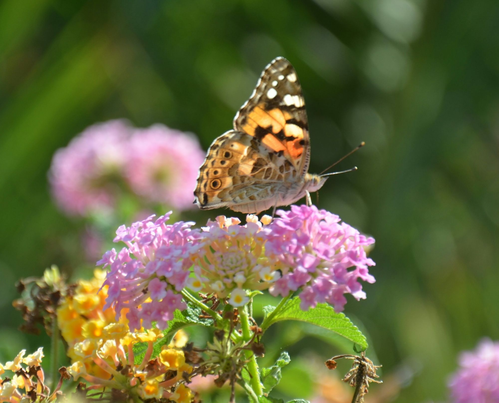 Just when the caterpillar thought the world was ending he turned into a butterfly